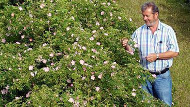 Rosehip Pioneers