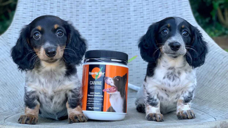 Prevention. Why You Need Rose-Hip Vital for Young Dogs.