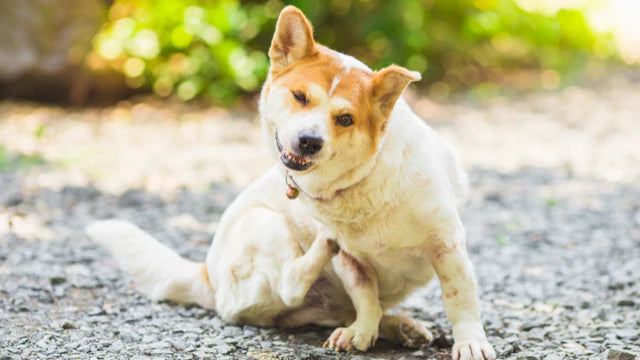 Discover a Natural Solution for Skin Allergies with Rose-Hip Vital Canine