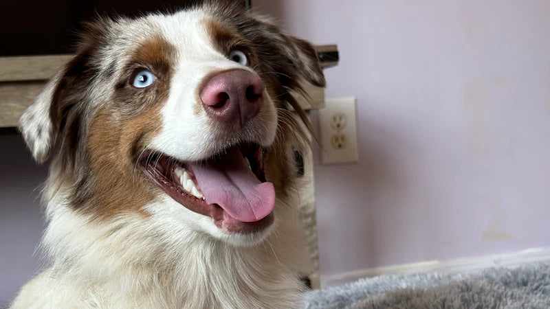 Rose-Hip Vital Relieved Audi's Severe Allergies