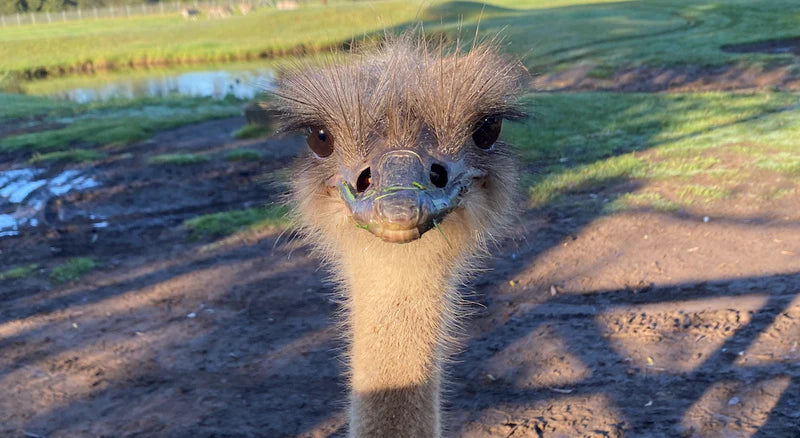 How Rose-Hip Vital is Helping Mogo Wildlife Park's Exotic Residents