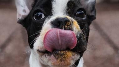 What makes Rose-Hip Vital Canine So Special?